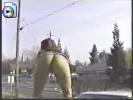 Horny bitch flashing her tits and ass on the hood of a car